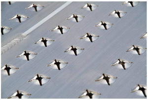 Antypoślizgowa aluminiowa rampa najazdowa ALTEC AOS 600 (081.01.051)